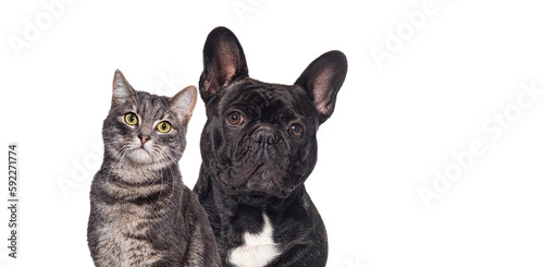 Fototapeta Naklejka Na Ścianę i Meble -  Black french bulldog and tabby cat sitting together and looking at the camera, Isolated on white
