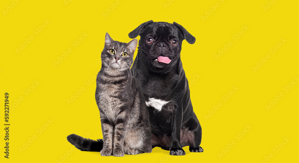 Dog and cat Sitting together. The pug is panting and look happy. both are looking at the camera. Isolated on yellow background