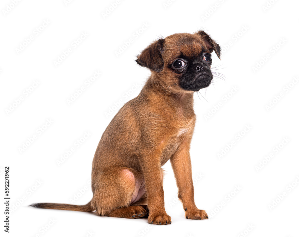 Sitting and looking at the camera Nine weeks old puppy petit brabancon, Isolated on white Sitting and looking at the camera Nine weeks old puppy petit brabancon, Isolated on white