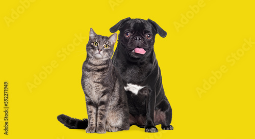 Fototapeta Naklejka Na Ścianę i Meble -  Dog and cat Sitting together. The pug is panting and look happy. both are looking at the camera. Isolated on yellow background