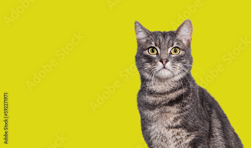 Fototapeta Naklejka Na Ścianę i Meble -  Head shot of a Grey tabby cat sitting and looking at the camera, on yellow background