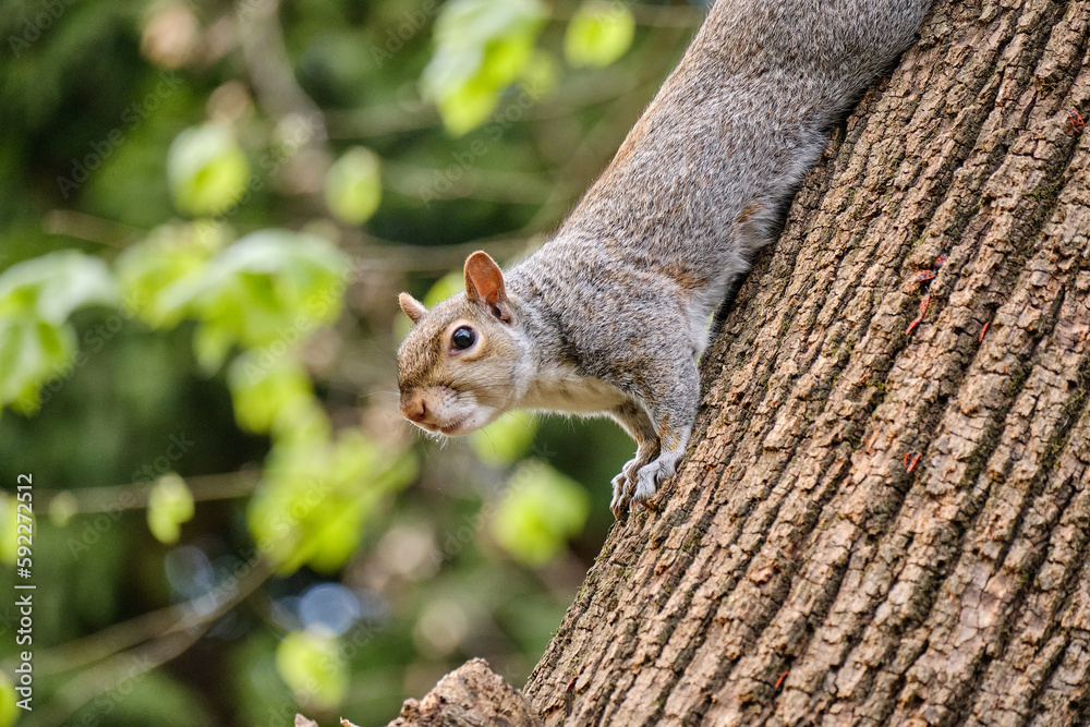 Monza: photo of a Squirrel with a chestnut in the Monza park, Italy Monza: photo of a Squirrel with a chestnut in the Monza park, Italy