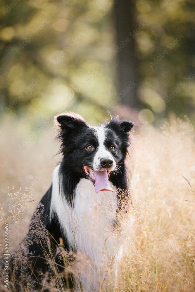 Border Collie dog. Dog in field. Beautiful domestic pet. Summer. Active dog. Smart pet. Dog training