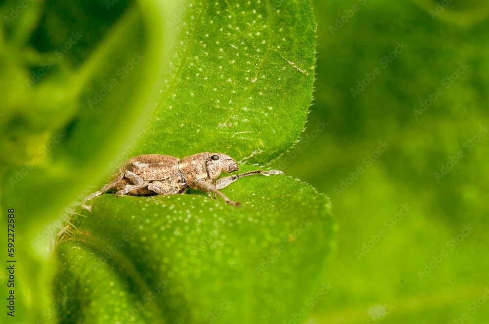 Closeup shot of a band-winged grasshopper sitting on a fresh green leaf Closeup shot of a band-winged grasshopper sitting on a fresh green leaf