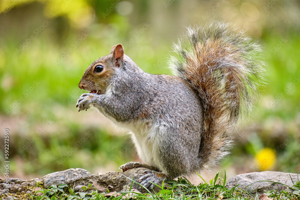 Monza: photo of a Squirrel with a chestnut in the Monza park, Italy