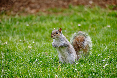 Monza: photo of a Squirrel with a chestnut in the Monza park, Italy © Matteo