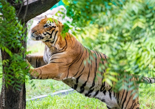 Bengal tiger in forest trying to climb a tree with green leaves