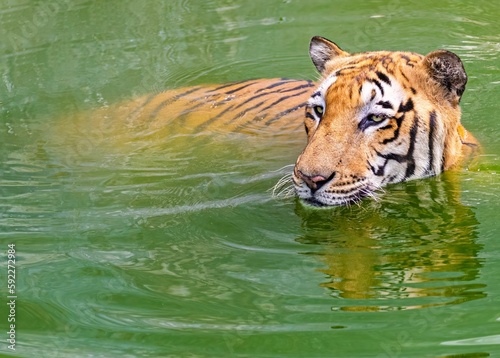 Bengal tiger kills the heat by swimming in lake on hot summer day