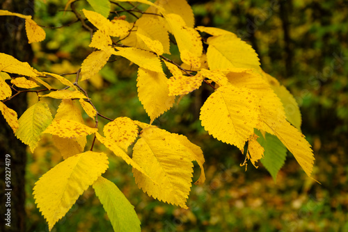 yellow leaves on tree in autumnal season close up