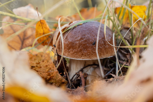 Boletus edulis or porcini mushroom with brown cap grows through fallen leaves in forest