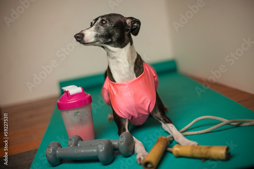 Schilderij op canvas This image shows an Italian greyhound dog on a yoga mat with workout equipment and a protein shake