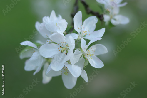 Close-up trees blossom. Branches white flowers green Leaves . Beautiful trees blossom. Spring orchard. Spring sunny day. Nature. Fruit tree flowers. Floral background. Copy space. Apple blooms. 