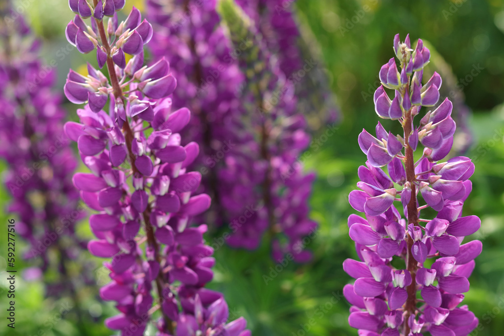 Obraz premium Purple Lupin flowers blooms in the field. Bunch of lupines summer flower background. Violet spring and summer flower. Pink flowers Lupine a green background. Lupinus. Fabaceae Family. Blooming lupine