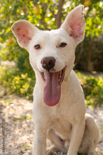 happy dog