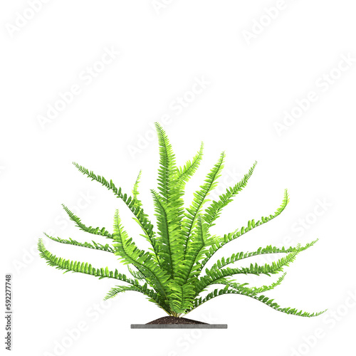 decorative flowers and plants for the interior  isolated on transparent background  3D illustration  cg render 
