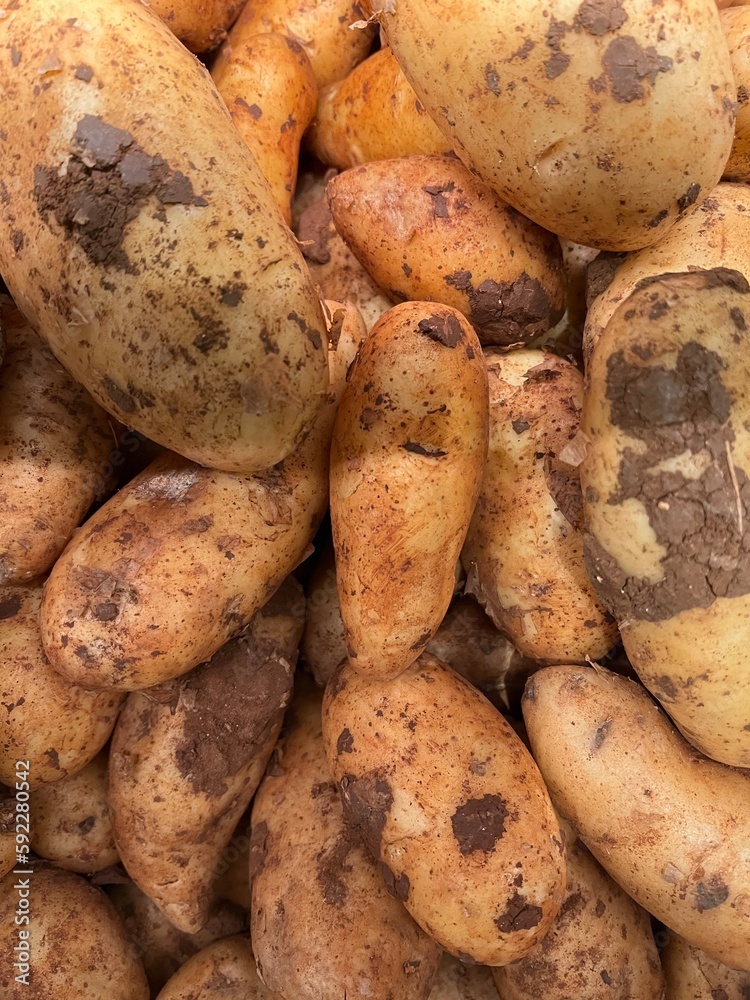 Close up of new potatoes
