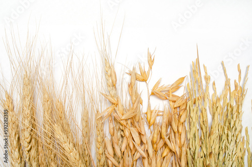 Group of dry wheat  oat  and rice bundle on white background for agricultural product or carbohydrate food production concept