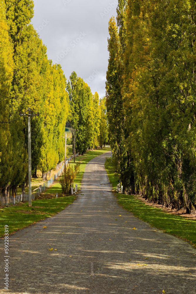 Morning view of road with poplar trees on the side.