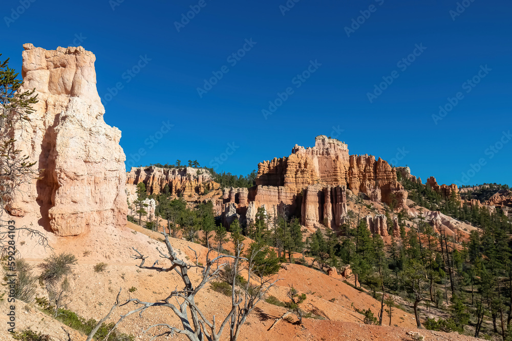 Conifers forest of pine trees with panoramic view on sandstone rock formations on Navajo Rim hiking trail in Bryce Canyon National Park, Utah, USA. Hoodoo rocks in unique natural amphitheatre