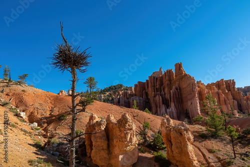 Old tree Bristlecone Pine (Pinus longaeva) with panoramic view on sandstone rock formations on Navajo Rim hiking trail in Bryce Canyon National Park, Utah, USA. Hoodoo rocks in natural amphitheatre photo