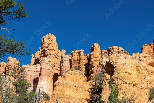 Old tree Bristlecone Pine (Pinus longaeva) with panoramic view on sandstone rock formations on Navajo Rim hiking trail in Bryce Canyon National Park, Utah, USA. Hoodoo rocks in natural amphitheatre