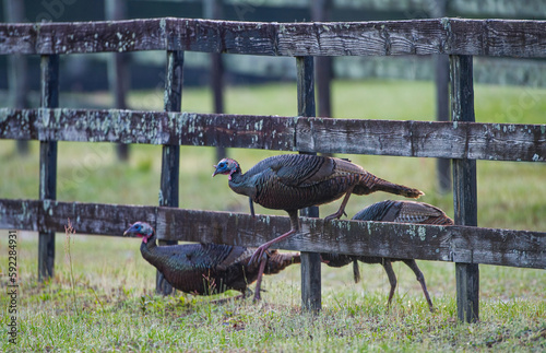 Rafter, gobble or flock of young Osceola Wild Turkey - Meleagris gallopavo osceola - walking through a wooden fence in central Florida photo