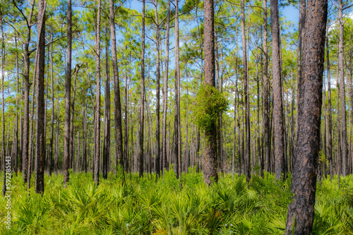 Old growth mesic pine flatwoods with saw palmetto in north Florida.  Upland and scrub habitat great birding destination photo