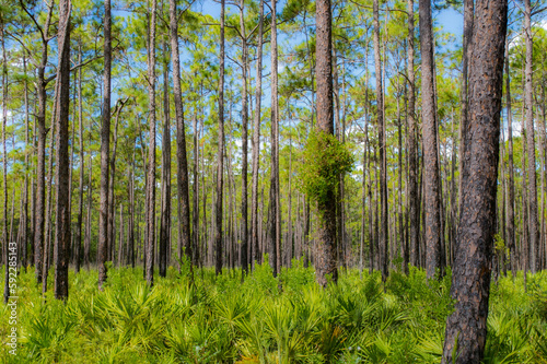 Old growth mesic pine flatwoods with saw palmetto in north Florida. Upland and scrub habitat great birding destination