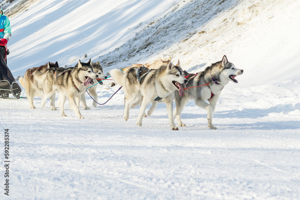 A group of sled dogs in a team with a musher run along a snowy road.