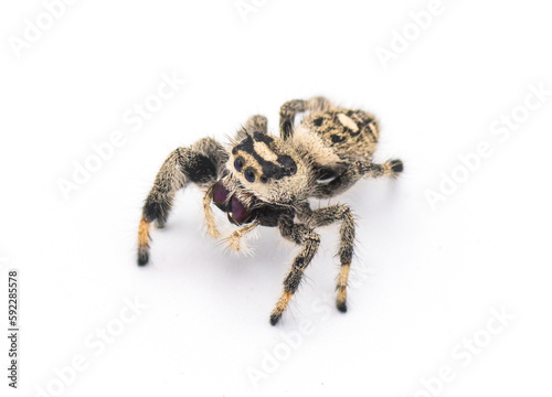 Regal jumping spider - Phidippus regius - large female.  isolated on white background close up view. Front top dorsal view, animated, fuzzy, adorable and cute photo