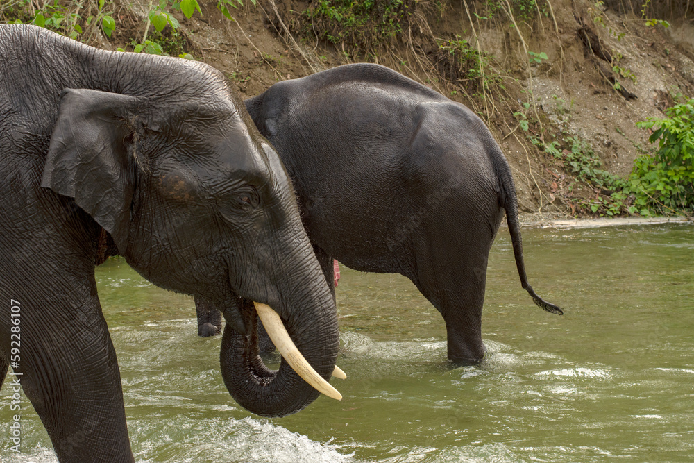 Obraz premium An wild mother elephant enjoying bath with her baby in river at Garumara National park, West Bengal, India.