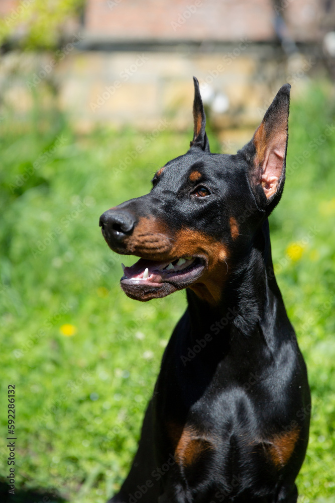 doberman dog on a walk portrait doberman dog on a walk portrait