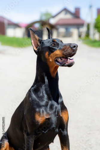 doberman dog on a walk portrait