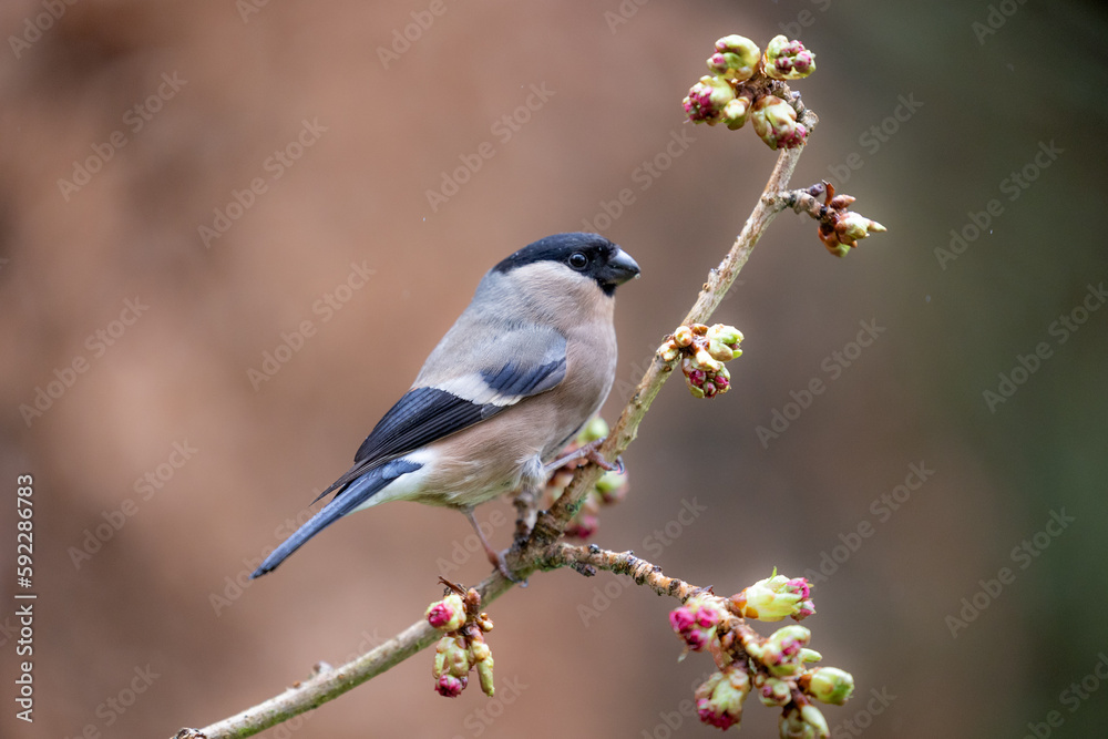 Obraz premium Adult female Eurasian Bullfinch (Pyrrhula pyrrhula) poses on a thin budding branch - Yorkshire, UK in March