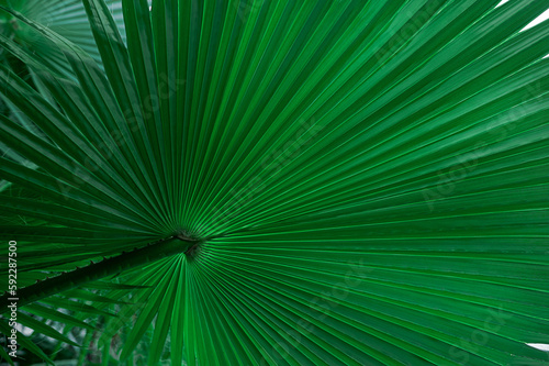 close up green palm leaf texture  leaf of Ruffled Fan Palm