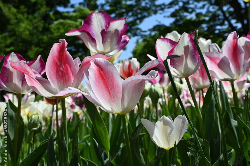 Fototapeta premium 日本のお花畑で咲くカラフルなチューリップの風景