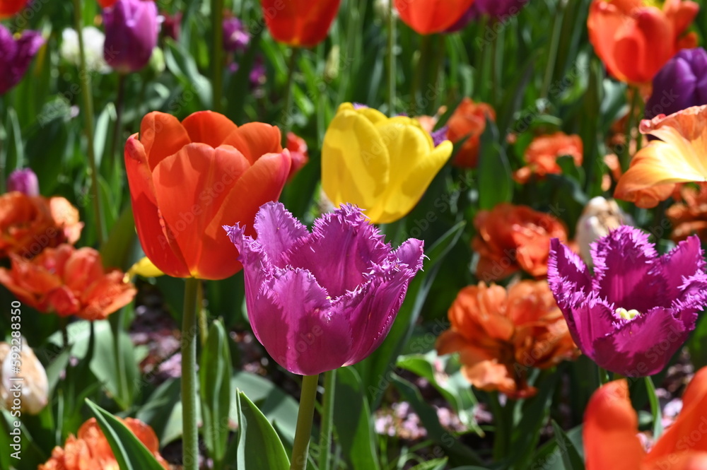日本のお花畑で咲くカラフルなチューリップの風景 日本のお花畑で咲くカラフルなチューリップの風景