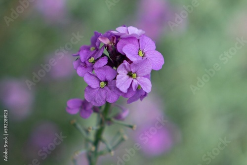 Wallpaper Mural Purple flower in the garden with bokeh background Torontodigital.ca