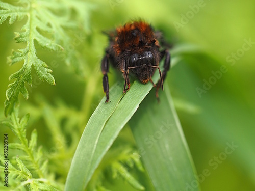 Hummelkönigin trocknet sich nach einem Regenguss
