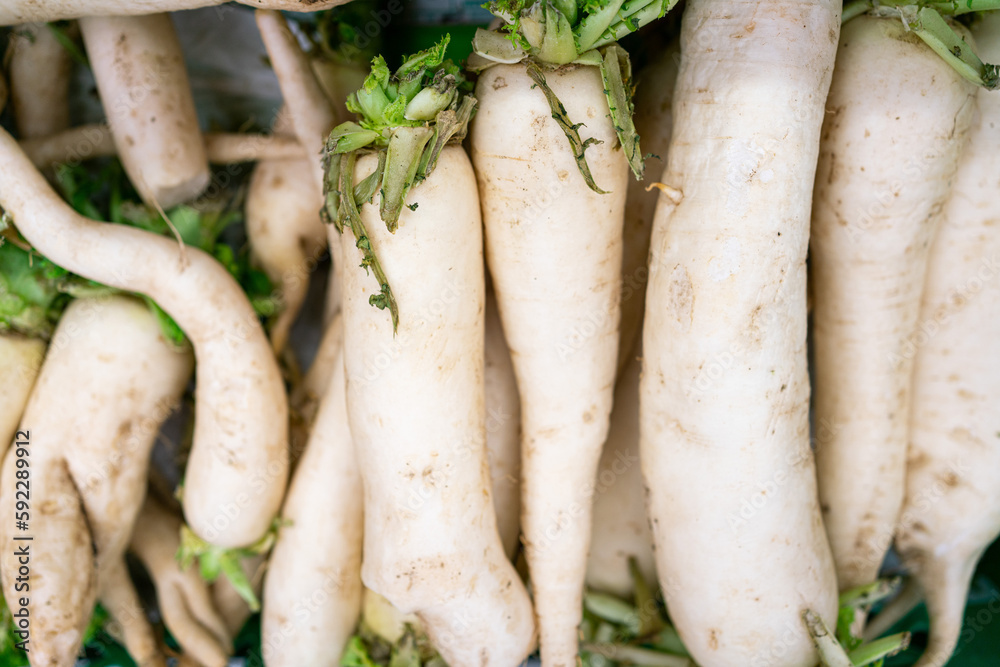 A lot of daikon as background. Vegetable background A lot of daikon as background. Vegetable background