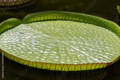 Large green vitoria regia plant floating on a pond surface photo