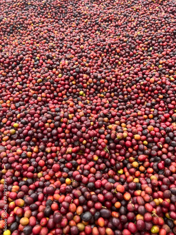 Coffee cherries being dried in a garden on a plastic sheet in the sun. this process is called the natural process. garden coffee is an ethiopian tradition. Bona Zuria, Ethiopia, Africa Coffee cherries being dried in a garden on a plastic sheet in the sun. this process is called the natural process. garden coffee is an ethiopian tradition. Bona Zuria, Ethiopia, Africa
