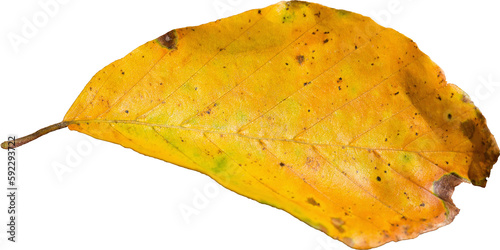 Close up of dried yellow leaf