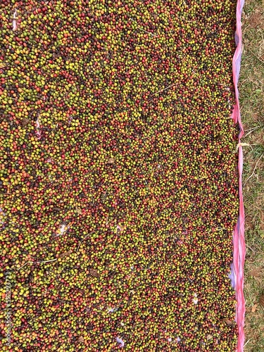 Coffee cherries being dried in a garden on a plastic sheet in the sun. this process is called the natural process. garden coffee is an ethiopian tradition. Bona Zuria, Ethiopia, Africa photo