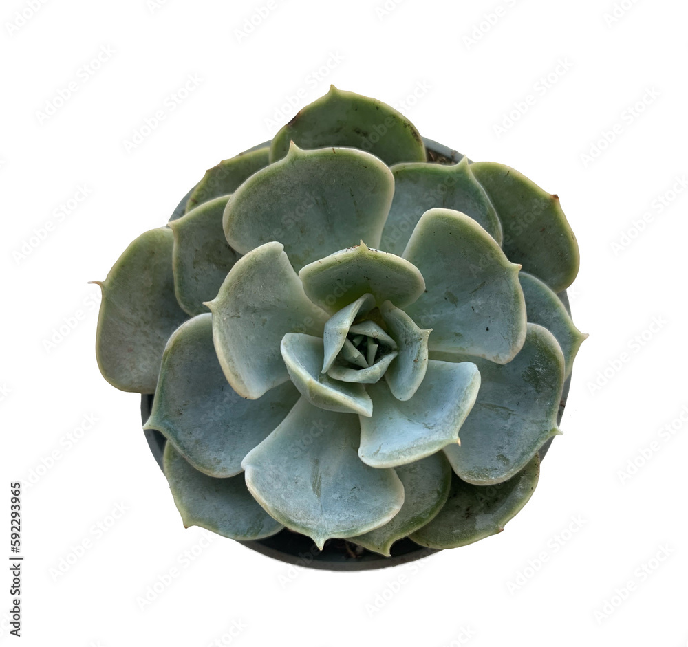 Obraz premium Echeveria