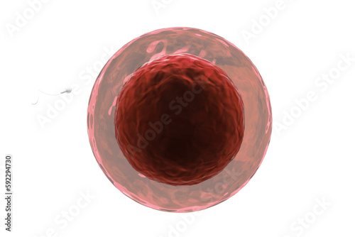 Single sperm entering human egg photo