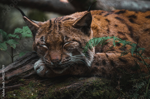 Canvas Print Sleeping Big Cat