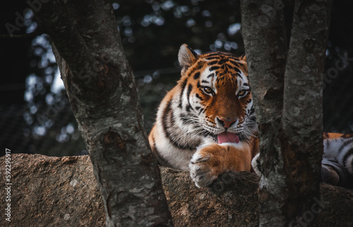 Self Care Tiger