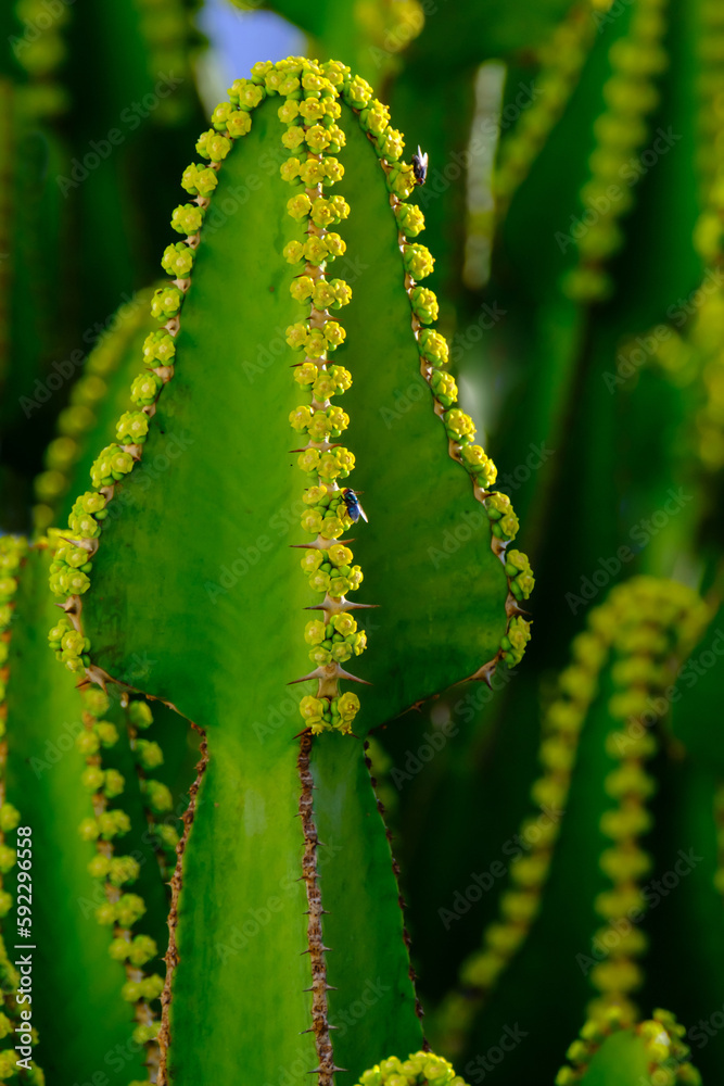 Euphorbia canariensis plant closeup, typical plant on the Canary Islands. Euphorbia canariensis plant closeup, typical plant on the Canary Islands.