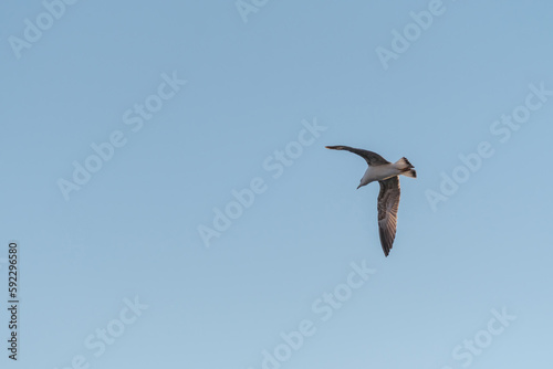 Seagull in the blue sky, natural background texture